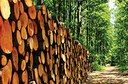 Federal Income Tax on Timber: A Quick Guide for Woodland Owners