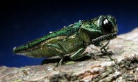 Adult Emerald Ash Borer