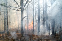 Prescribed Burn at Sandy Creek 