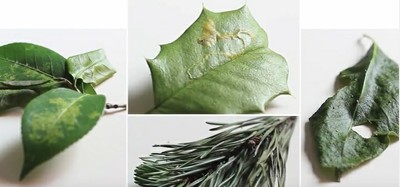 Tree Health Image